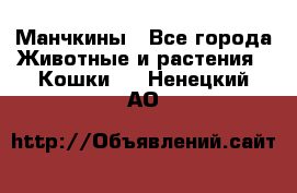 Манчкины - Все города Животные и растения » Кошки   . Ненецкий АО